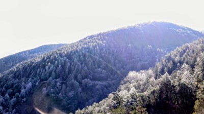 太平山降冰霰結霧淞　整座山頭籠罩銀白美景1